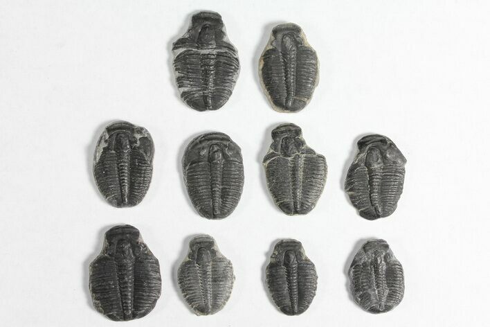 Lot: / Elrathia Trilobite Molt Fossils - Pieces #92055